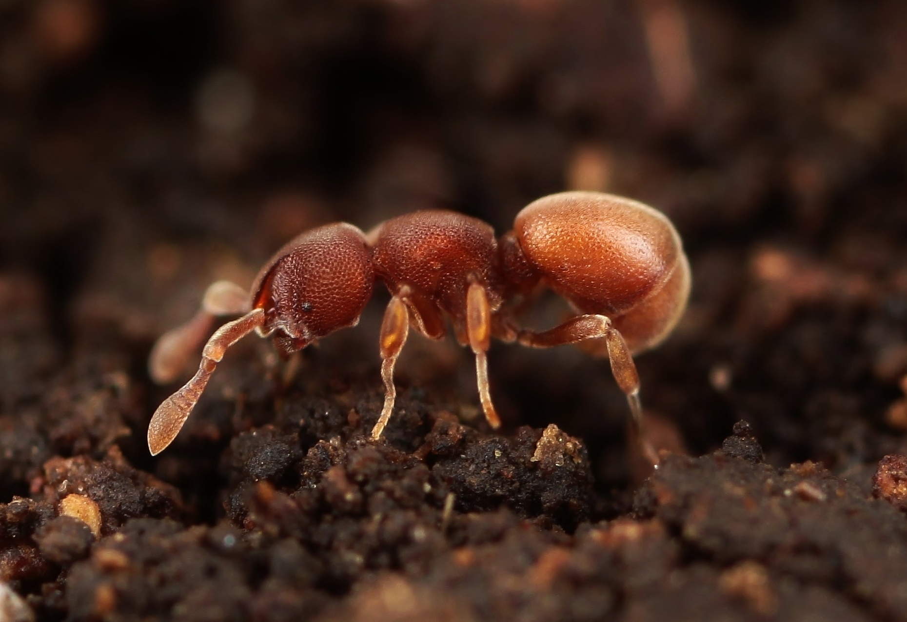 樹脂封入シロアリ女王卵巣標本 70mm★本当に珍しい標本★ 樹脂封入シロアリ女王卵巣標本 70mm☆本当に珍しい標本☆