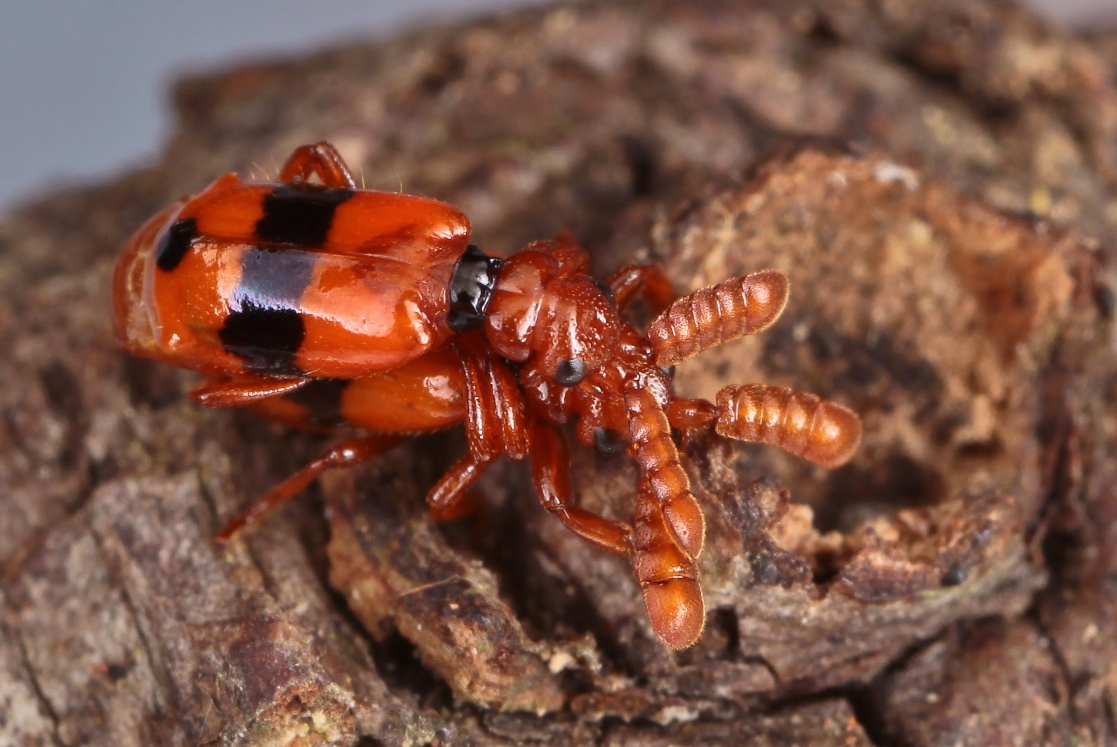 ヒゲブトオサムシCerapterus drescheri? 標本 ヒゲブトオサムシCerapterus drescheri? 標本