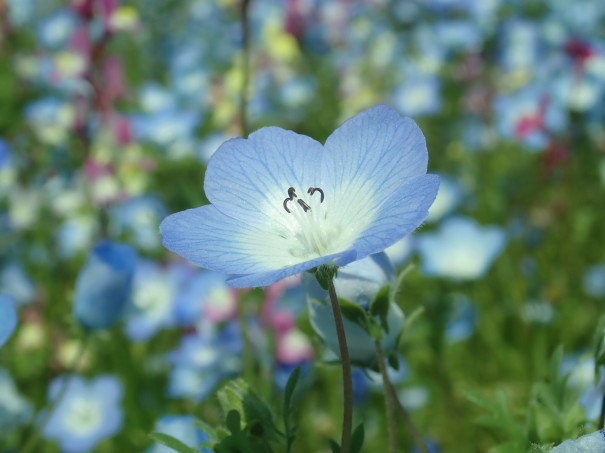 ２０１８ ４ ２０ フラワーパーク江南の色々な花 細密模様画動物園