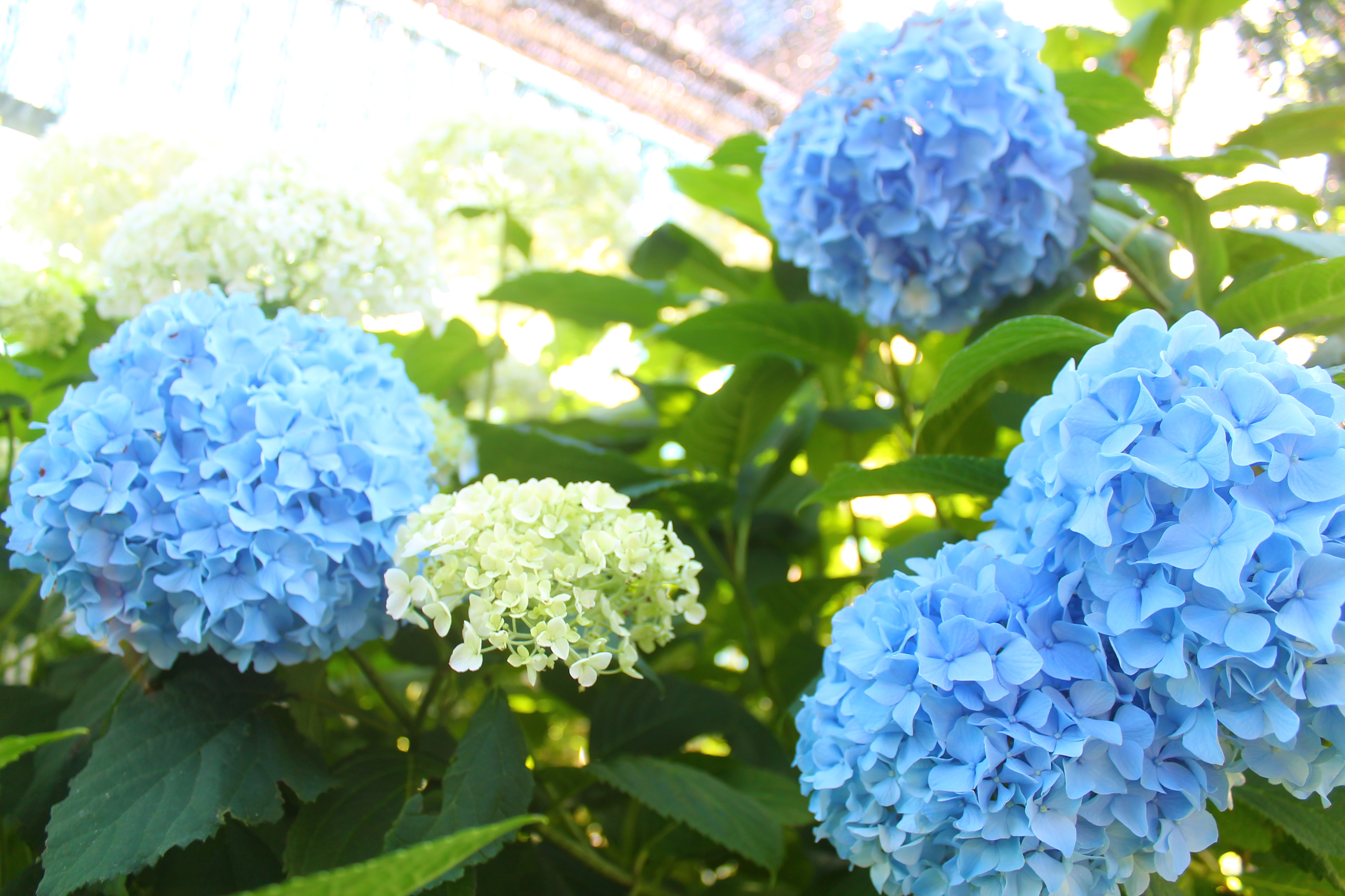 虹～紫陽花⭐ ffb9b2a603fa33a4671e8d23429e8c