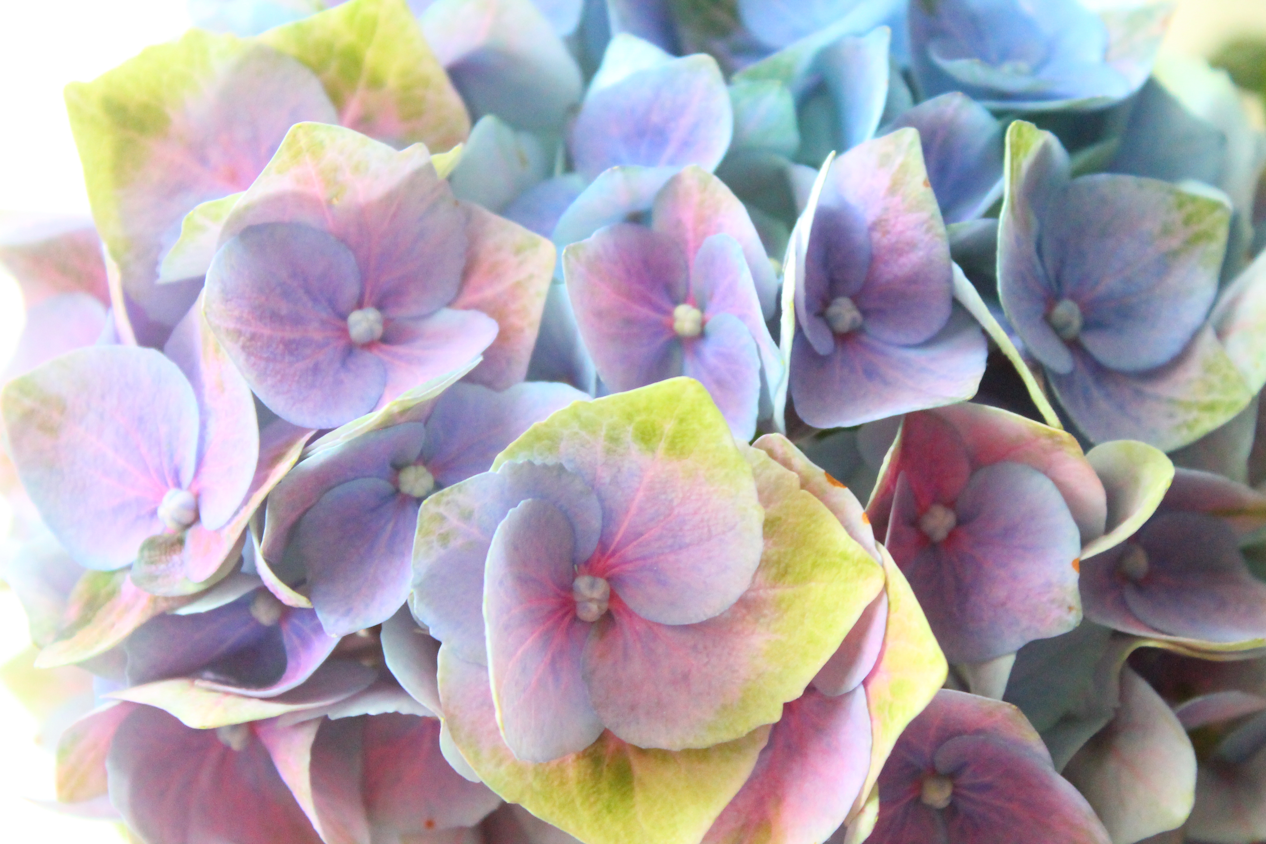 虹色の紫陽花 | Dried Flower M's craft