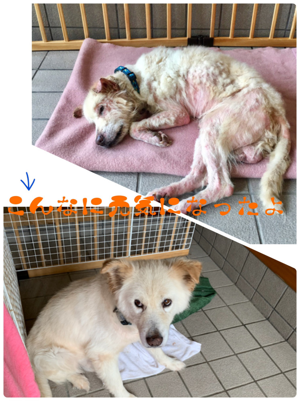 蒼の森 保護犬譲渡 天理のシェルター準備 魔法使いカフェ La Plage Presented By Natuhunt 蒼の森 保護犬譲渡 天理のシェルター準備 魔法使いカフェ La Plage Presented By Natuhunt