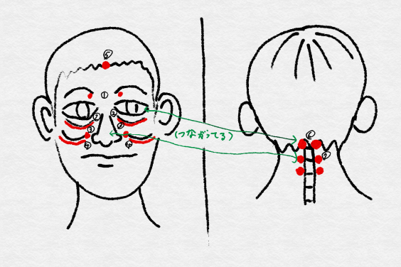 花粉症と顔と首 ゆるぎ整体