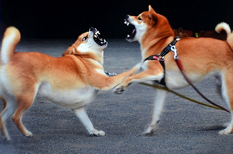 第31回埼玉県写真サロン パソコン塾 三郷教室