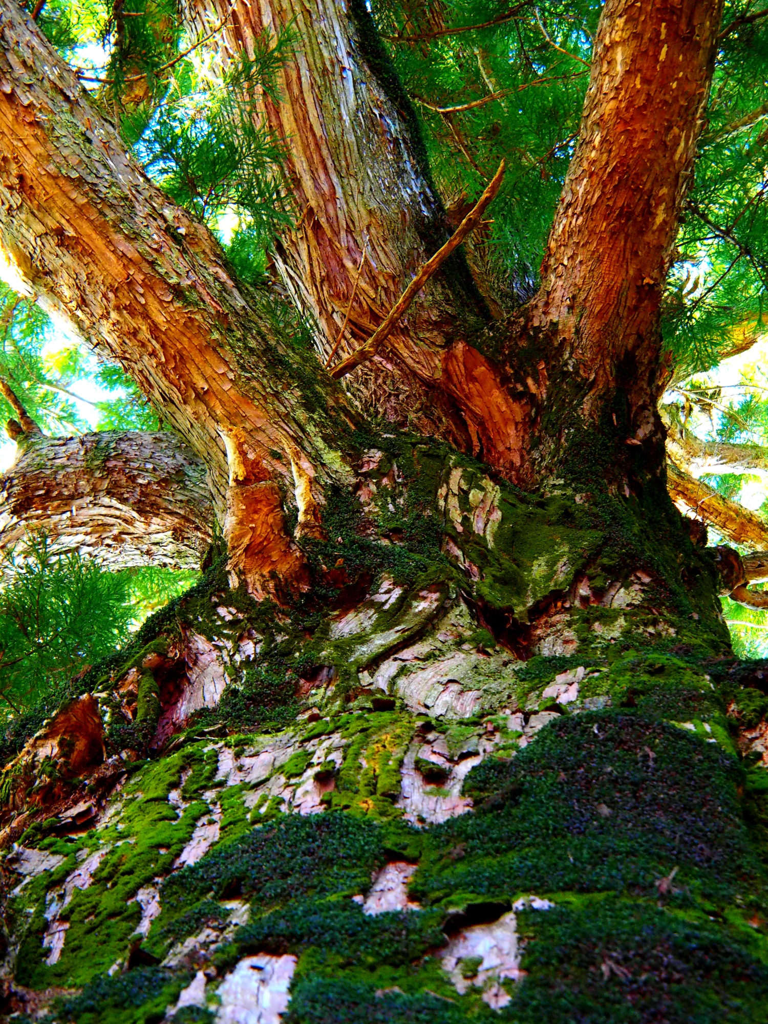 春埜杉 樹齢一千三百年神秘の御神木 | 天竜楽市