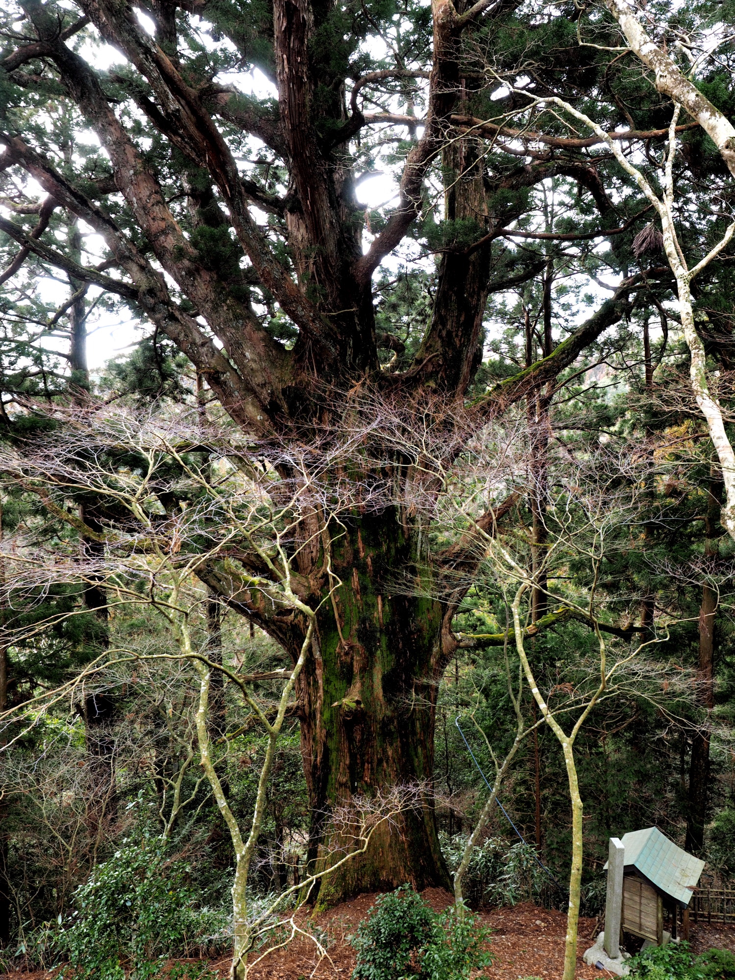 2   杉、古木 鹿児島屋久島】樹齢数千年の古代樹！？縄文杉トレッキングへ行っ