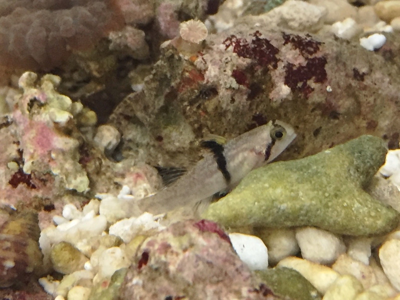 タスキヒナハゼ Jawfish Diving