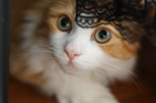 あなごちゃん 猫侍 オスカー様 コラボ ねこ自身 ねこ自身2匹目 ペット 猫 メインクーン Cat 癒し 日常 かわいい 可愛い 猫動画 猫転送装置 オスカー様としもべ達 S Ownd