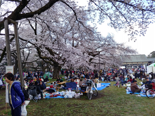 小金井公園桜まつり かけっこ和光rc ホームページ