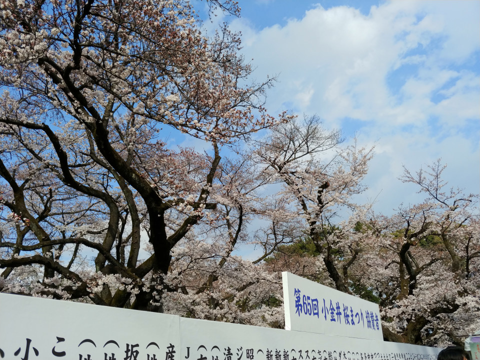 小金井公園桜まつり かけっこ和光rc ホームページ