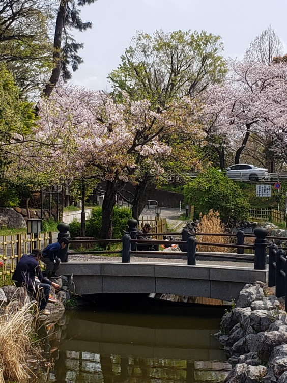 水元公園で花見 楽さん釣り日記