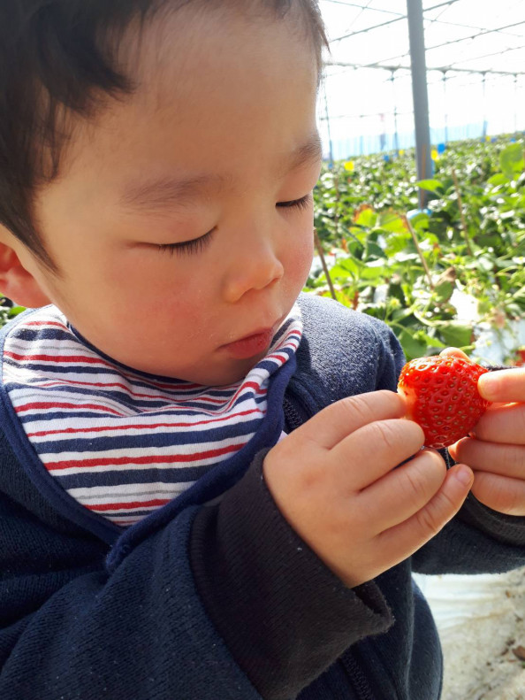 いちご狩り Npo法人 さんぽ