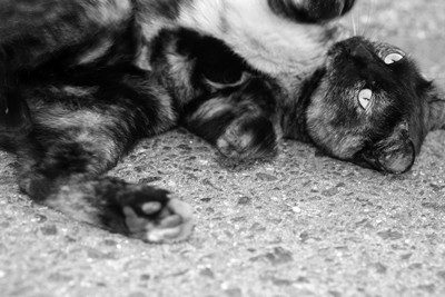 Profile Meow Blog
