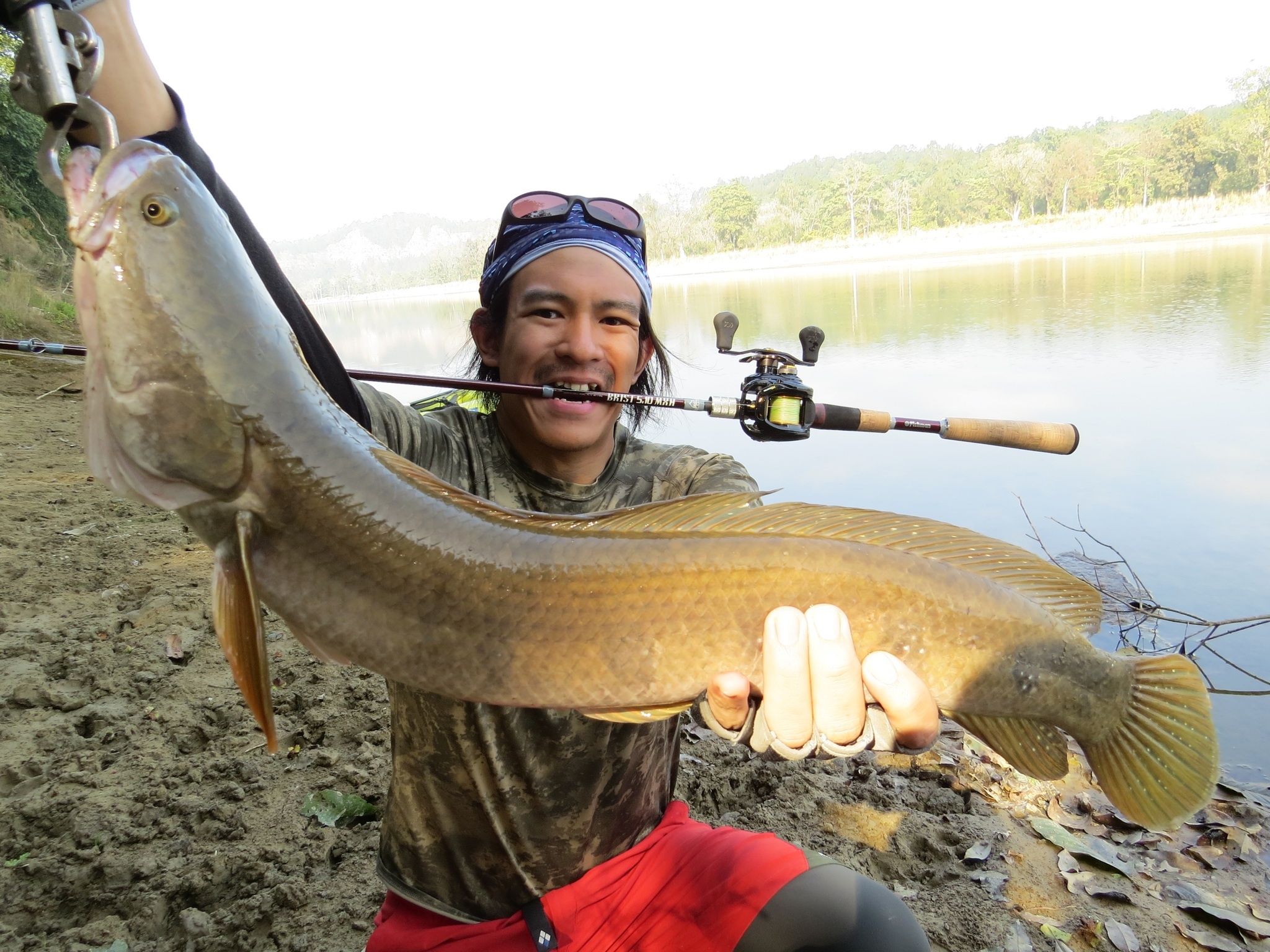 コブラスネークヘッド(Cobra Snakehead) | Himalayan Fishing Tours