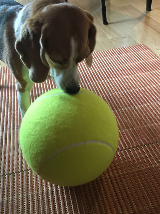 手作り おやつ おもちゃ ページ2 Sao Paulo生まれ 花子の横浜日記