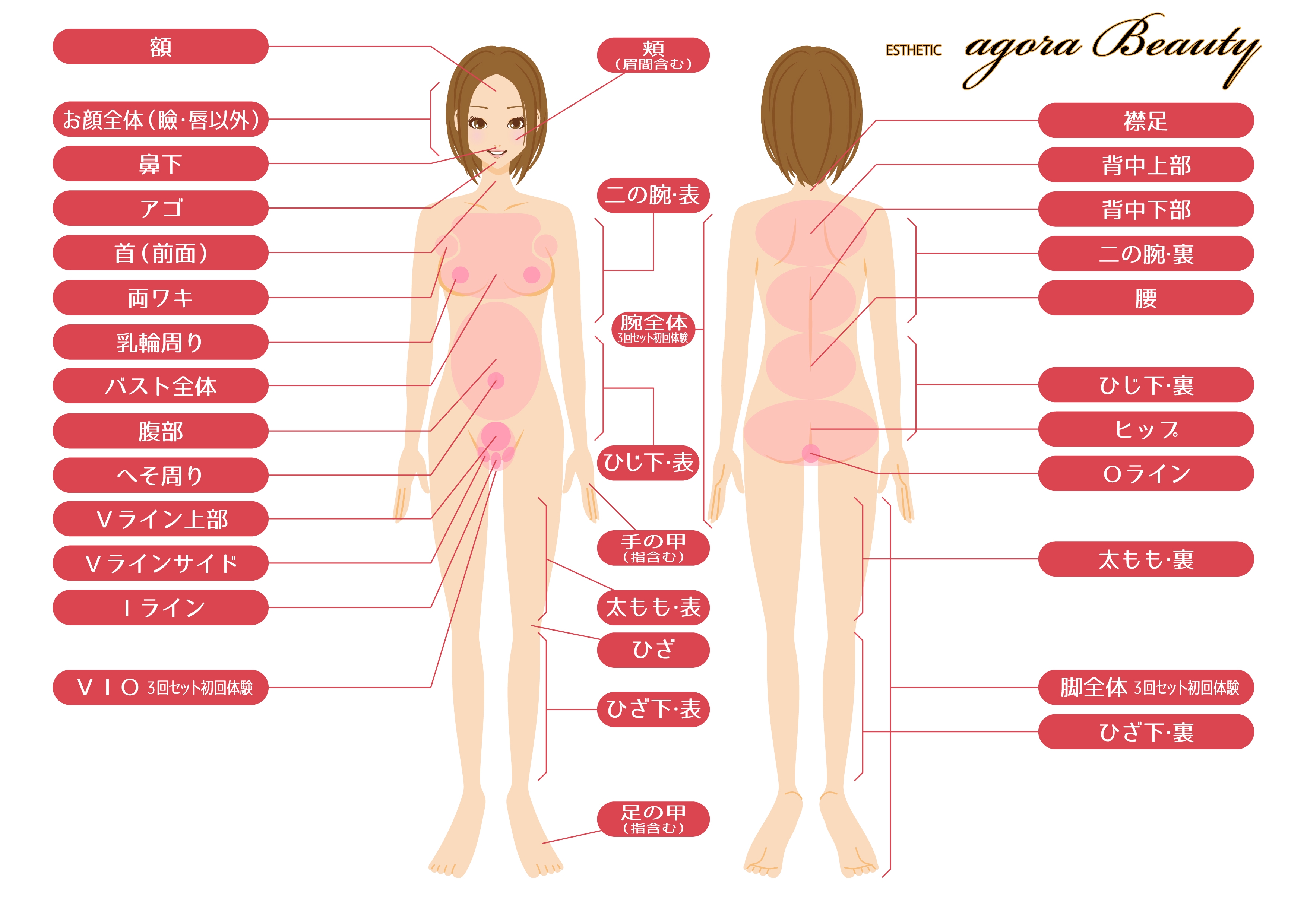 パーツ分けイラスト Agorabeauty アゴラビューティー