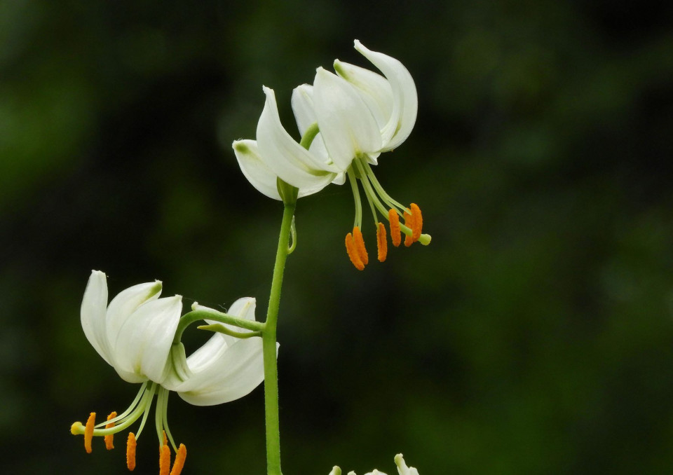 マツバユリとマルタゴンリリーの白 札幌百合が原公園を中心とした花や景色の写真