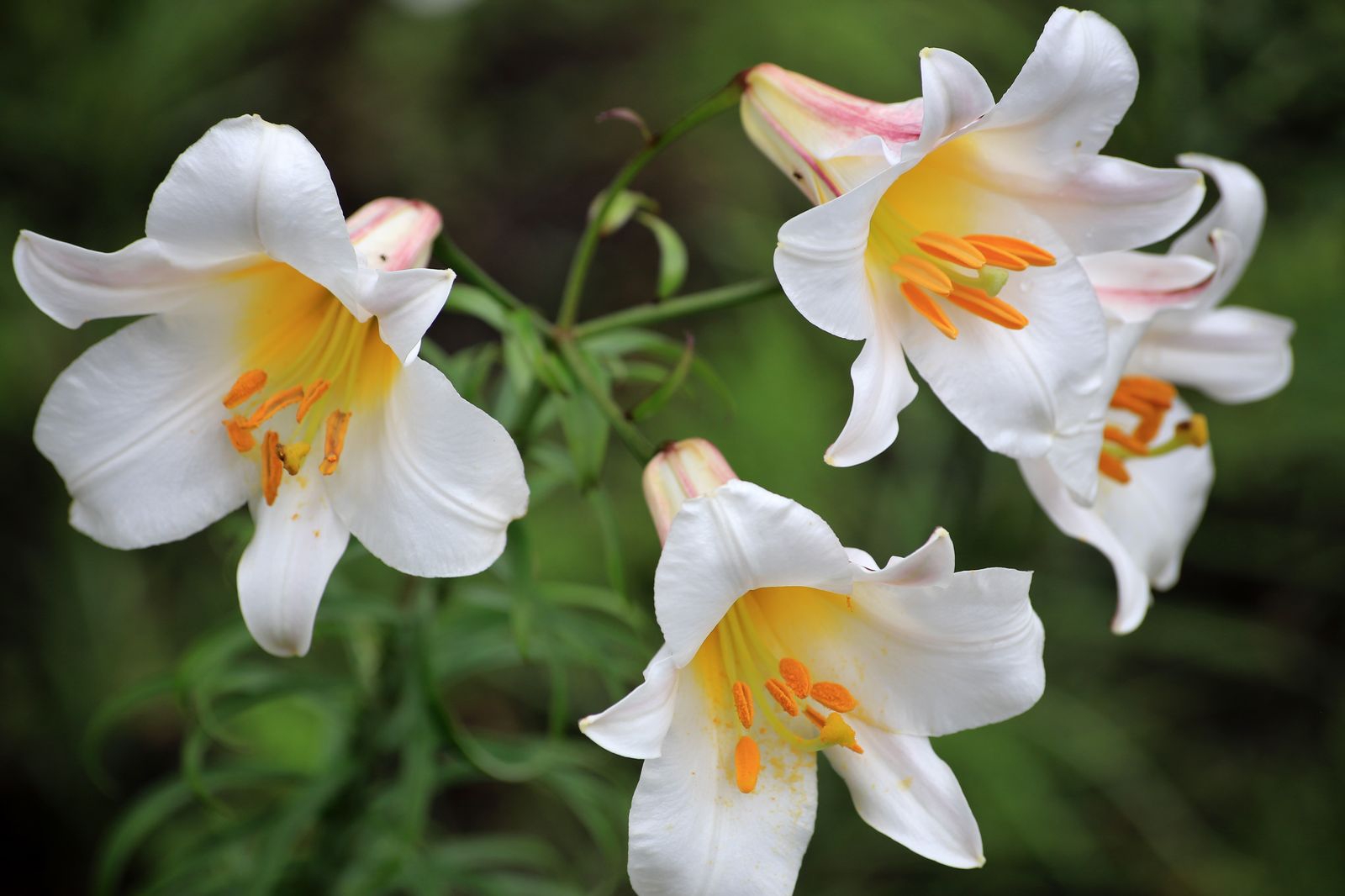 群生の再現もあるリーガルリリー 札幌百合が原公園を中心とした花や景色の写真