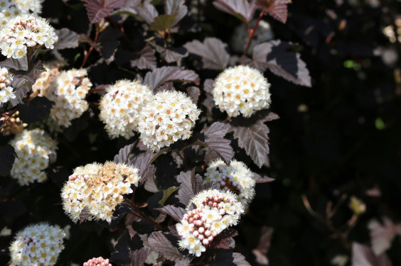 フィソカルプス ディアボロ 札幌百合が原公園を中心とした花や景色の写真