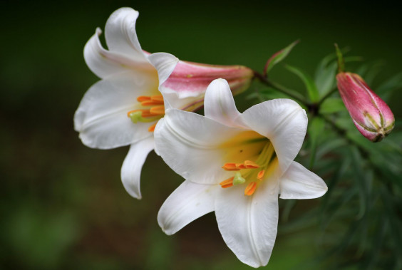 群生の再現もあるリーガルリリー 札幌百合が原公園を中心とした花や景色の写真