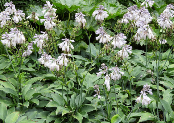 8月26日の花 2種3枚 札幌百合が原公園を中心とした花や景色の写真 8月26日の花 2種3枚 札幌百合が原公園を中心とした花や景色の写真