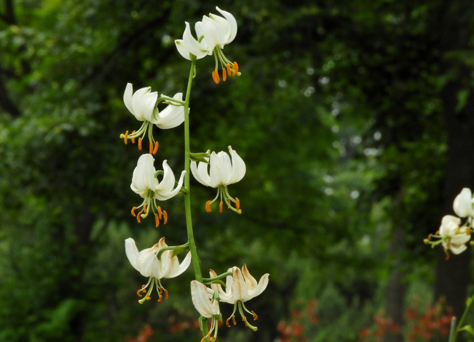 マツバユリとマルタゴンリリーの白 札幌百合が原公園を中心とした花や景色の写真