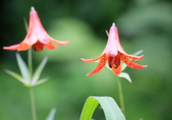ユリ２種４枚 ちょっと変わったユリ 札幌百合が原公園を中心とした花や景色の写真