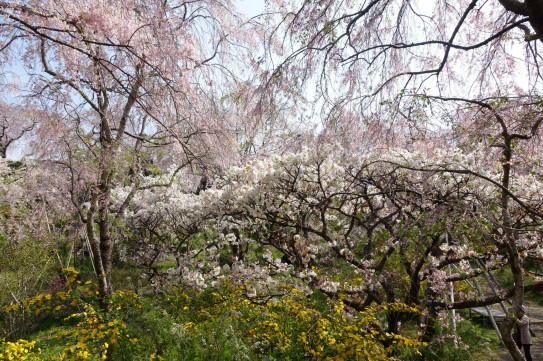 21春 京都 奈良の桜 ６ 大原 原谷苑 粋なカエサル
