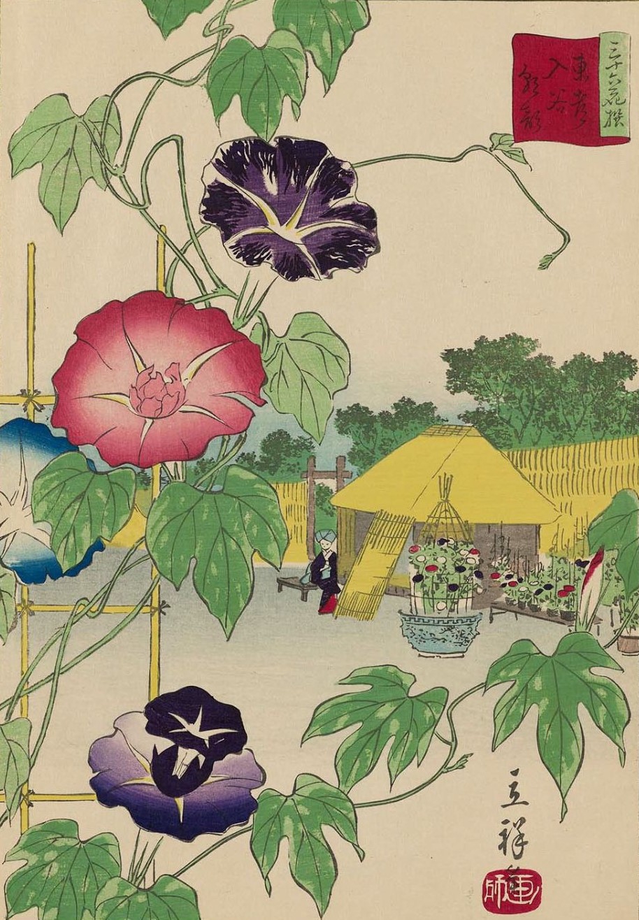 真作/雑喉紅朝/朝顔/オミナエシトンボ図/夏の花図/掛軸/名家伝来/AD-876 夏の風物詩 朝顔」① | 粋なカエサル