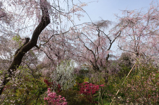 21春 京都 奈良の桜 ６ 大原 原谷苑 粋なカエサル