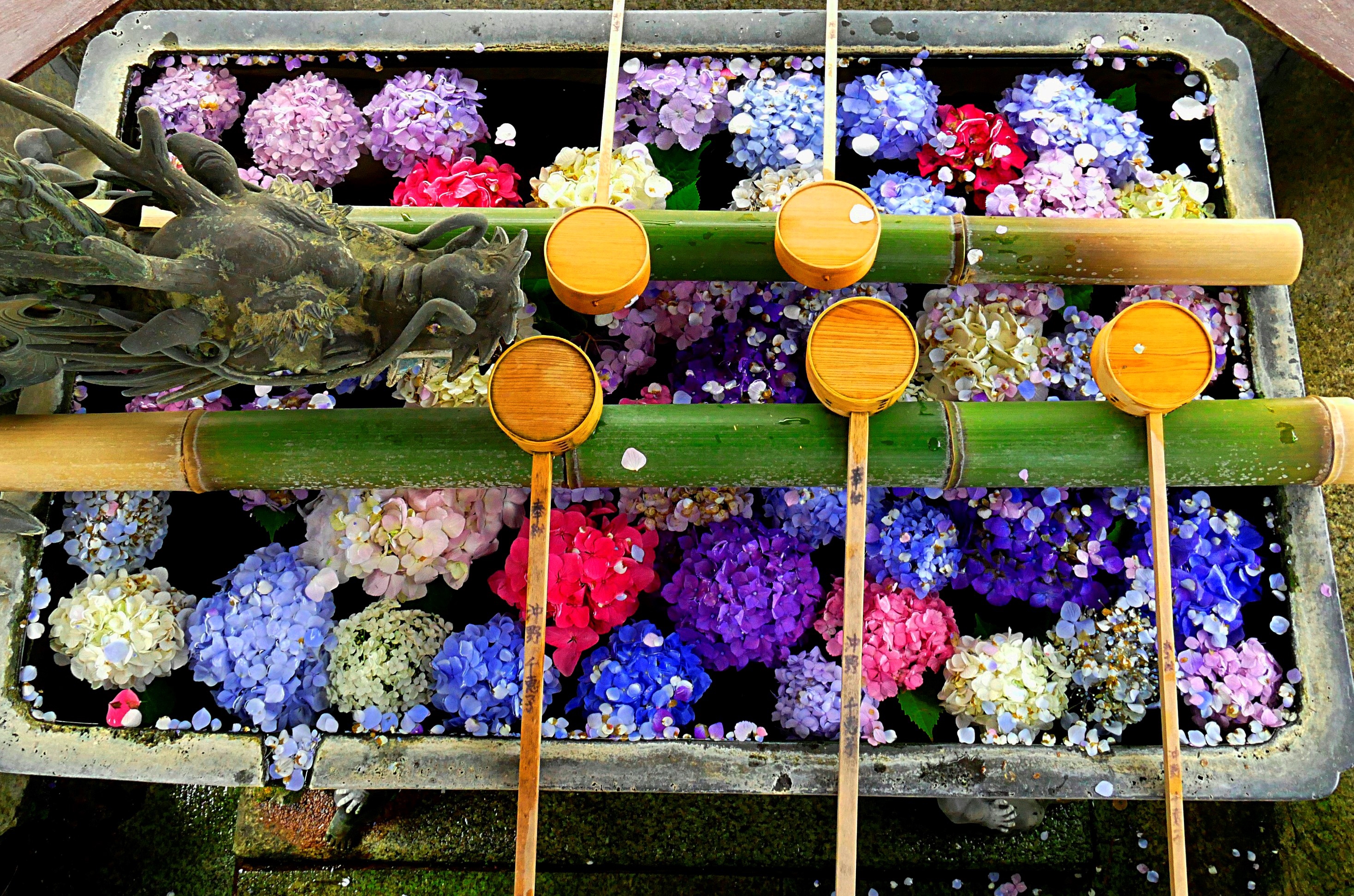 日本の夏」１ 紫陽花 | 粋なカエサル