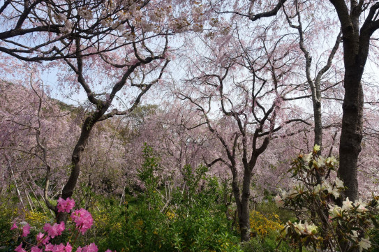 21春 京都 奈良の桜 ６ 大原 原谷苑 粋なカエサル