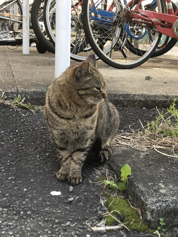 紅だー 岐阜大学地域ねこサークル S Ownd