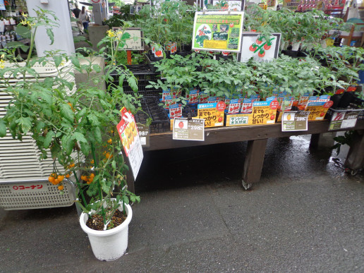 ホームセンターにて とんとん S お気楽ブログ