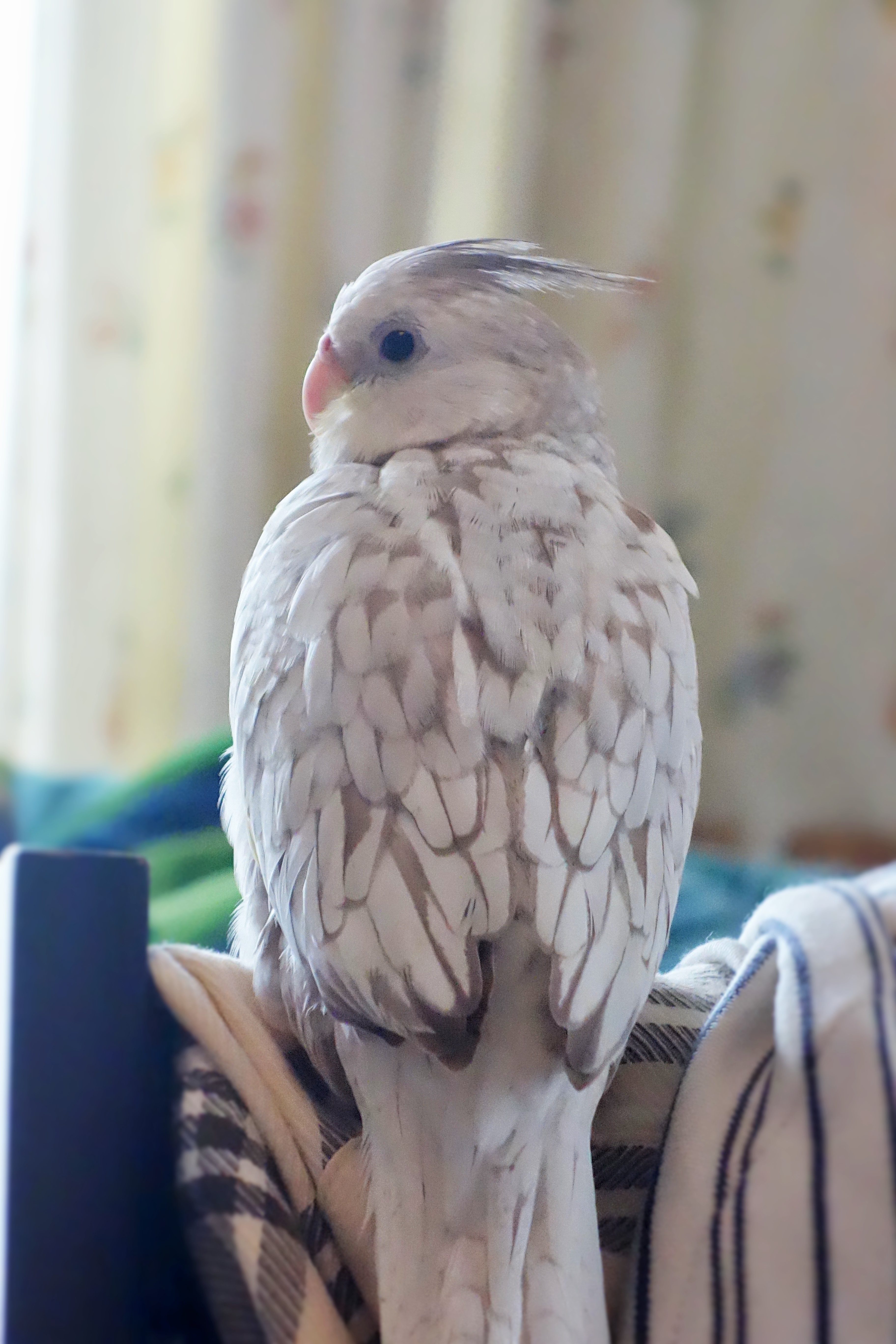 大阪】大人の方お得！2時間プラン 可愛い人馴れしたオカメインコ