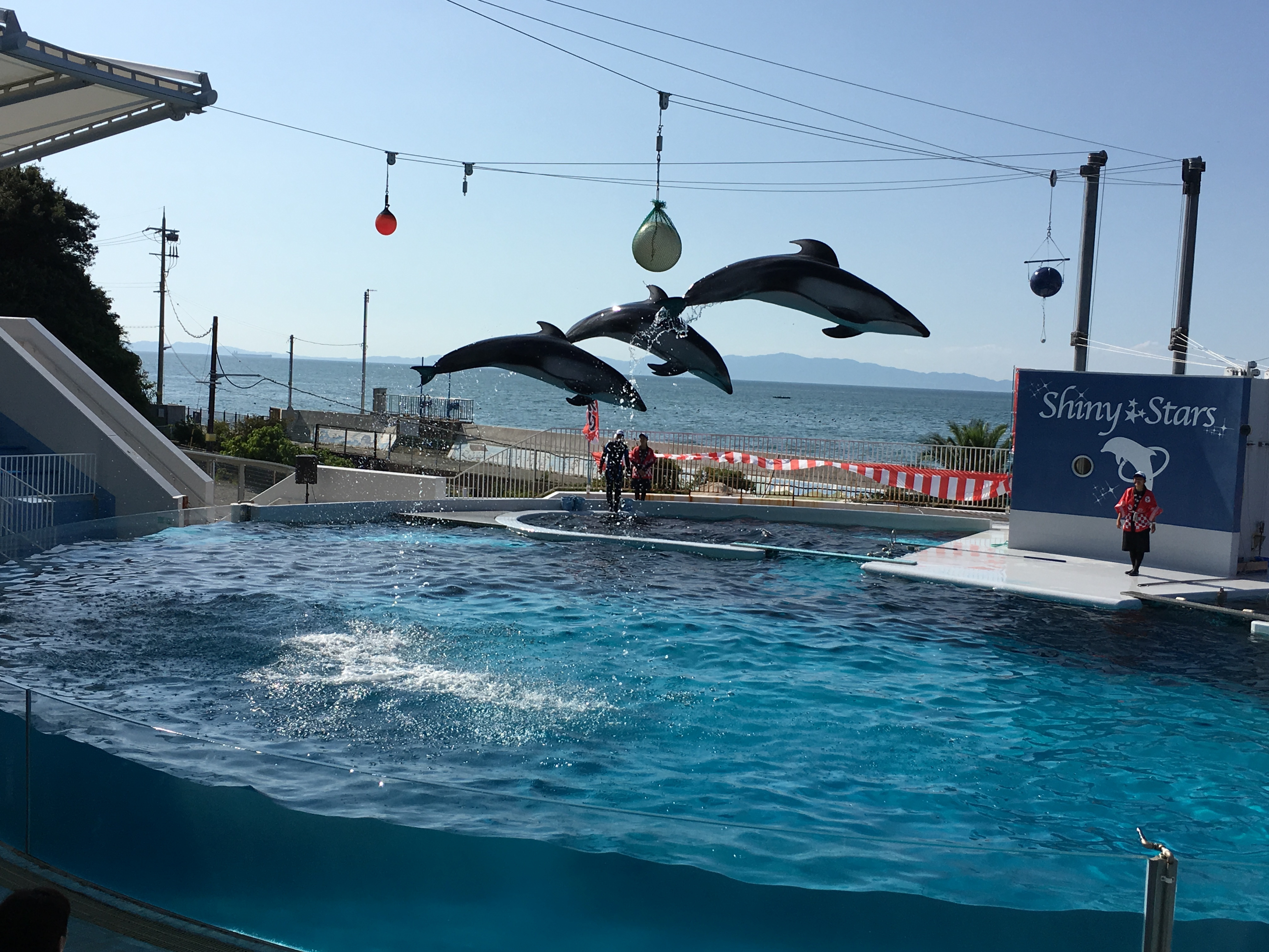 みさき公園のイルカショー | 絶叫番長