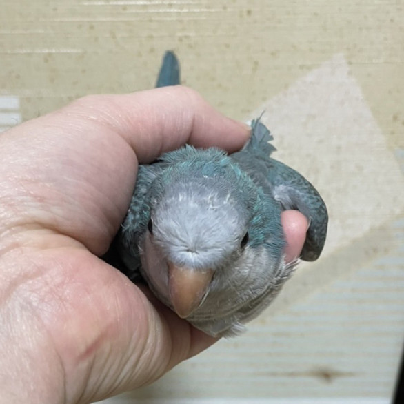 オキナインコ里親 Bird Fancier オキナインコ里親 Bird Fancier