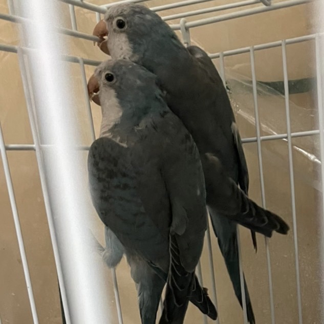 オキナインコ ブルー 里親募集 Bird Fancier
