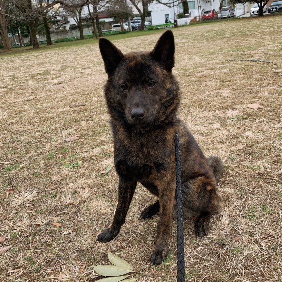 甲斐犬 黎龍君 飼い主様より 甲斐犬 源狼犬舎