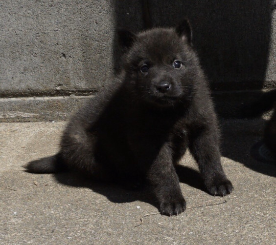 玲瓏の子犬牡１ お引き渡し 甲斐犬 源狼犬舎