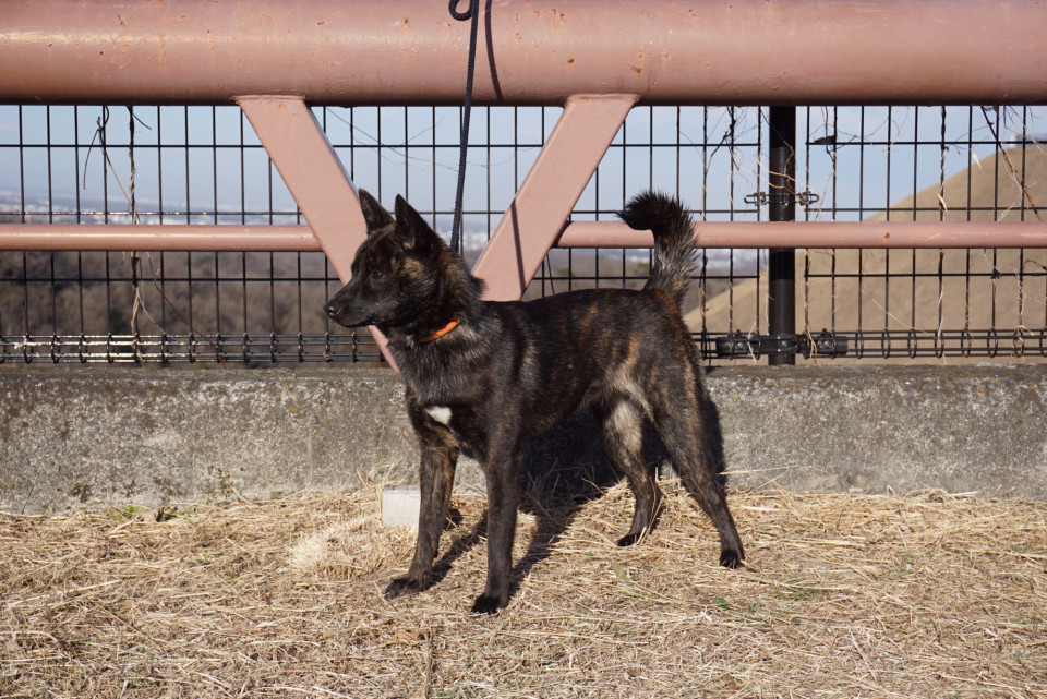 玲瓏 ８ヵ月 青嵐 ４ヵ月 甲斐犬 源狼犬舎