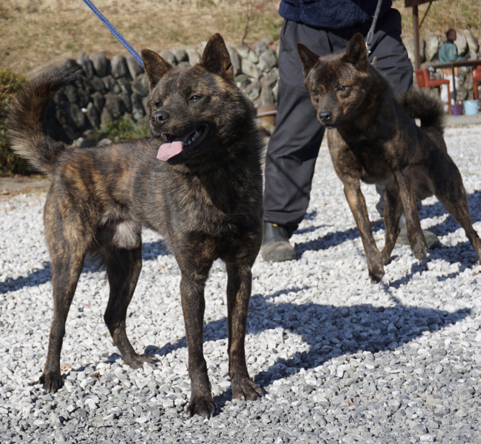 移転関連とちょっとした鑑賞会 甲斐犬 源狼犬舎 移転関連とちょっとした鑑賞会 甲斐犬 源狼犬舎