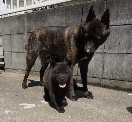 玲瓏の子犬 生後35日 甲斐犬 源狼犬舎 玲瓏の子犬 生後35日 甲斐犬 源狼犬舎