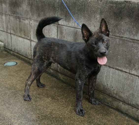 一龍 二龍 4ヶ月になりました 甲斐犬 源狼犬舎