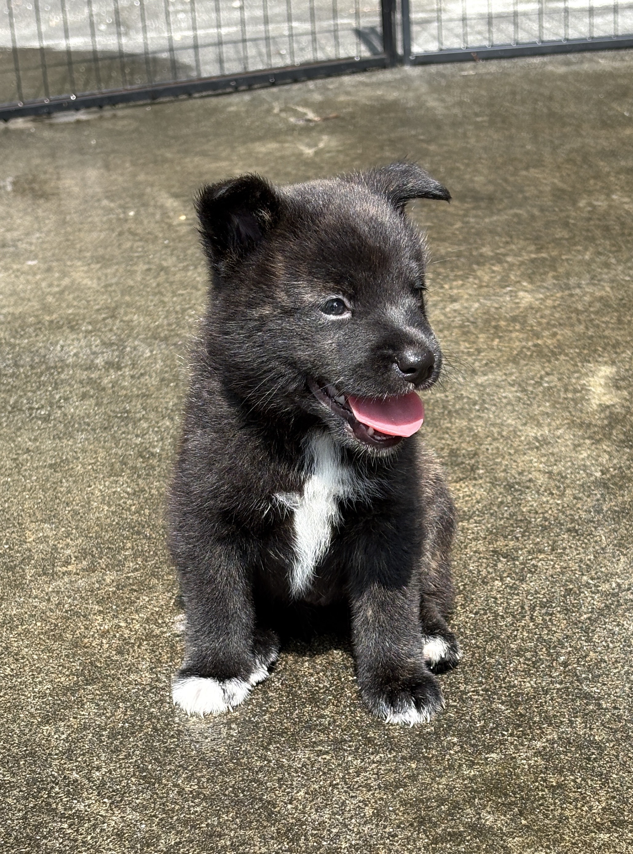 子犬生後34日、36日 | 甲斐犬 源狼犬舎