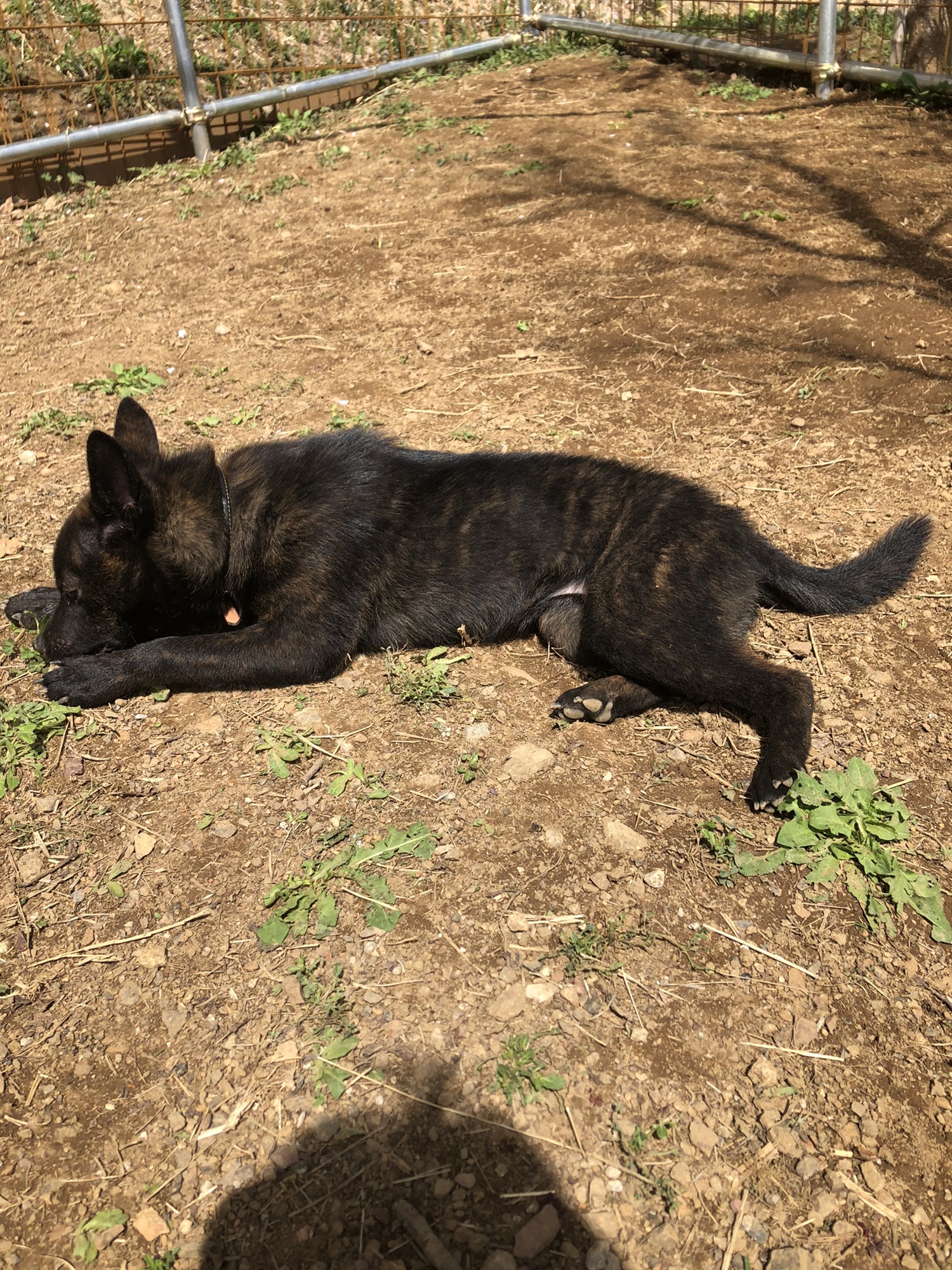 玲嵐5ヶ月 | 甲斐犬 源狼犬舎