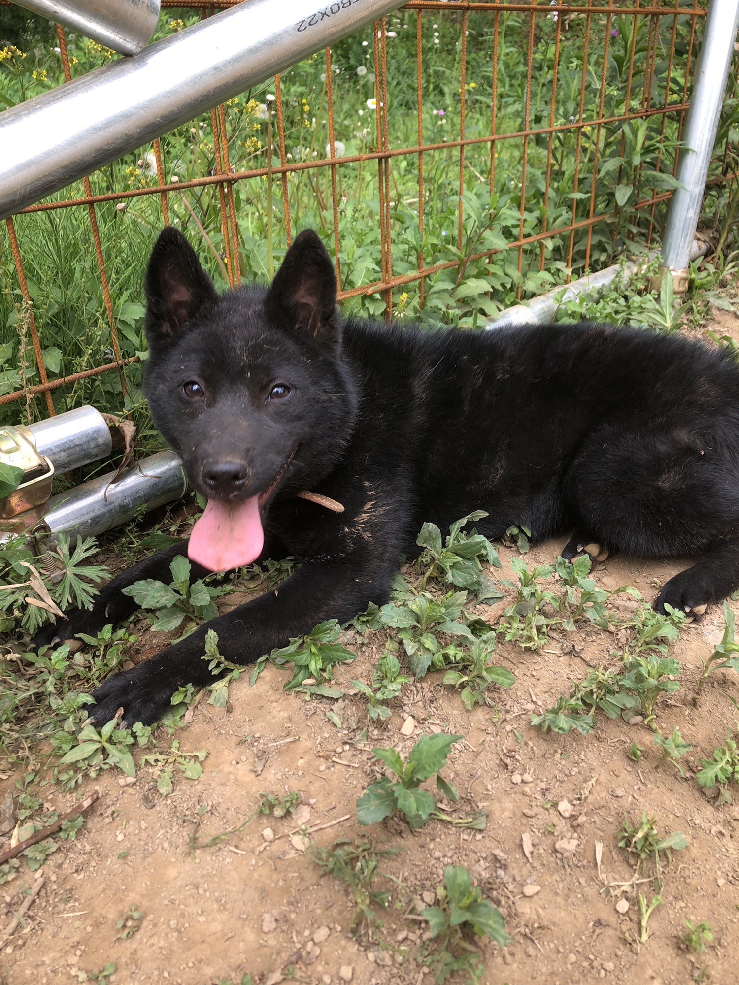 玲嵐、黒蜜姫 | 甲斐犬 源狼犬舎
