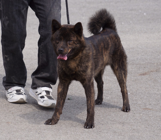 甲斐犬愛護会第149回展覧会 甲斐犬 源狼犬舎