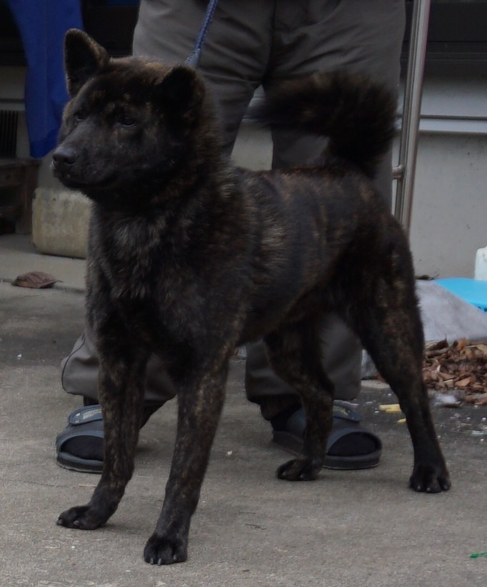 犬舎訪問（鳳真犬舎様） | 甲斐犬 源狼犬舎