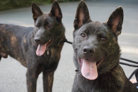 甲斐犬 源狼犬舎